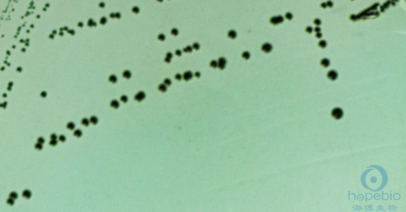 ͸ɳT(mn)ϾCMCC50093  ʻҾGɫo(w)ٹ