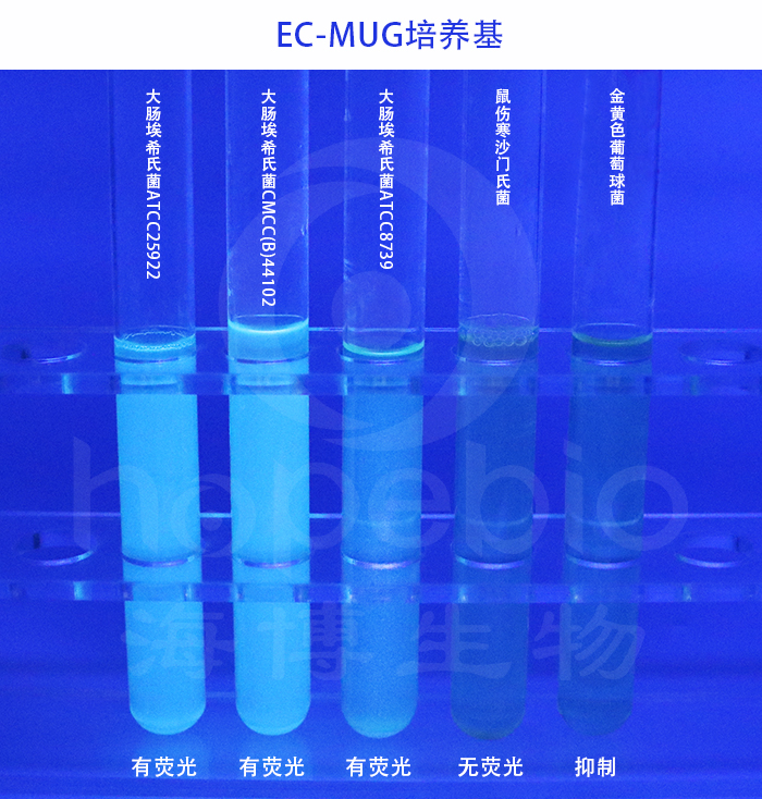 EC-MUGB
