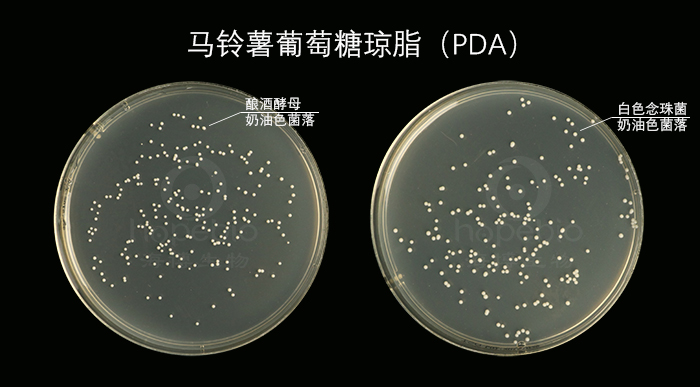 Rǭ֬PDA