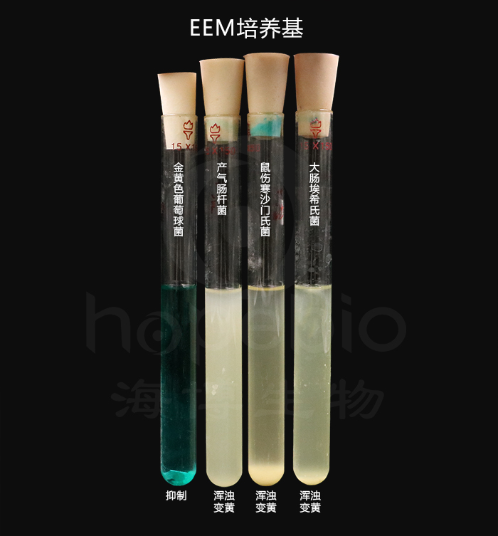 EEMB