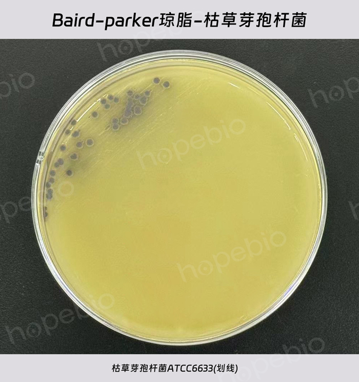 Baird-Parker֬-ݲѿߗU
