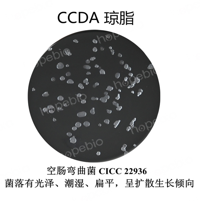 |(zh)ؾCCDA֬BϵL(chng)r