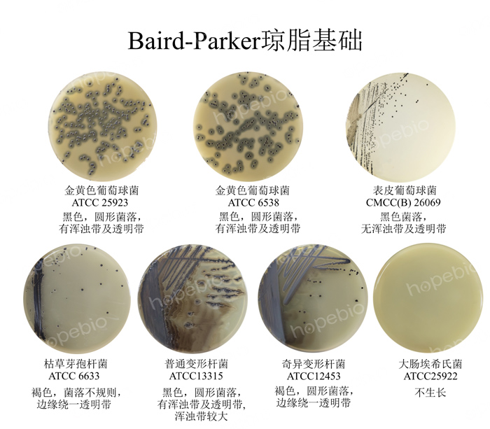 |(zh)ؾBaird-Parker֬BϵL(chng)r