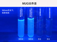 MUGB/