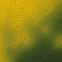mCPCB(chung